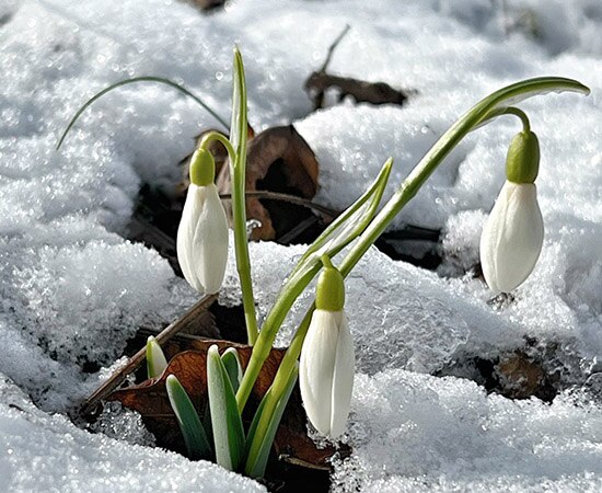 Fleurs blanches du perce-neige