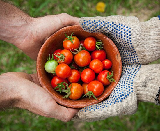 Récolte du jardin et du balcon 
