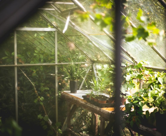 Serre avec plantes pour le jardin