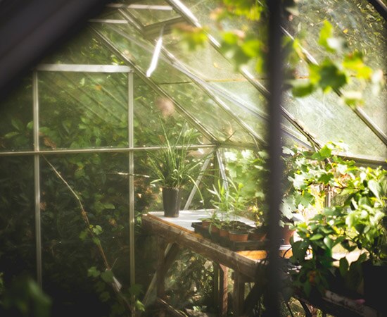 Gewächshaus mit Pflanzen für den Garten