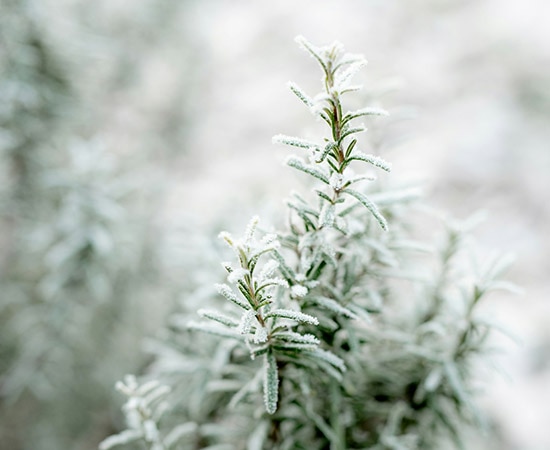 Buisson de romarin résistant au froid