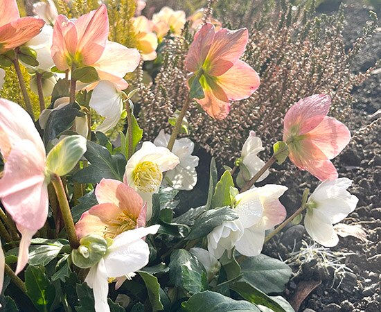 Roses de neige et bruyère blanche