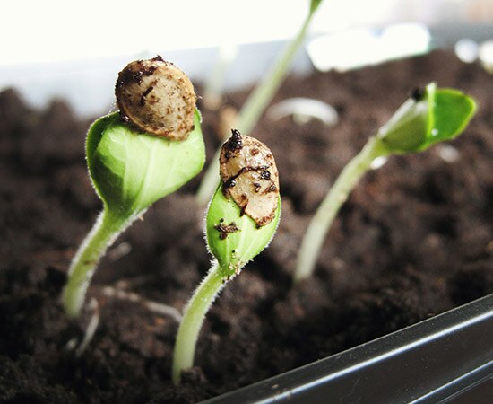 Graines en germination dans la terre