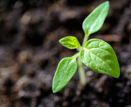 Plante en croissance dans le sol