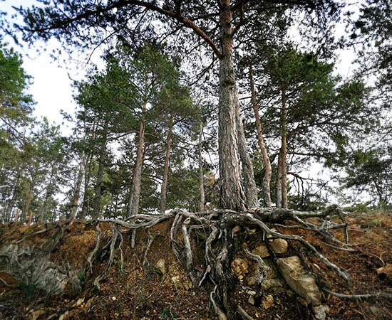 Wurzeln entdecken beim Wandern im Wald