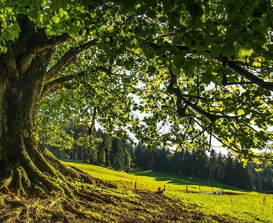 L’arbre mythique et ses histoires