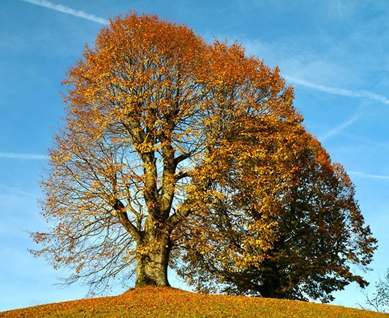 Auf einem Hügel stehender alter Baum
