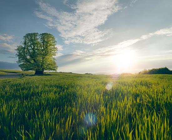 Die Linner Linde, ein jahrhundertealter Baum