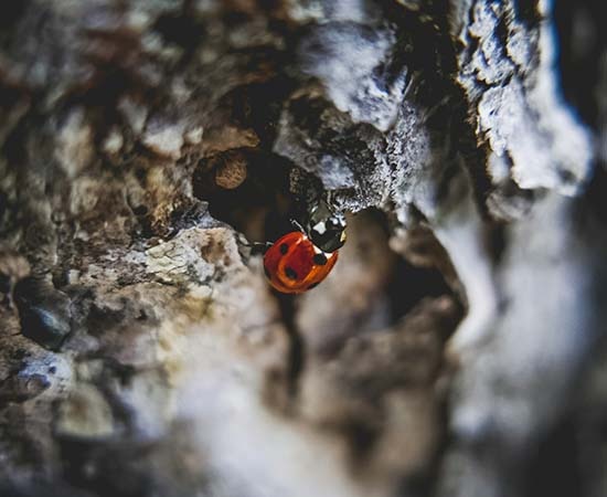 Coccinelle sur l'écorce d'arbre