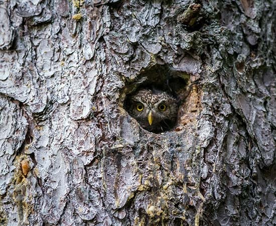 Lebensraum der Eule im Baum