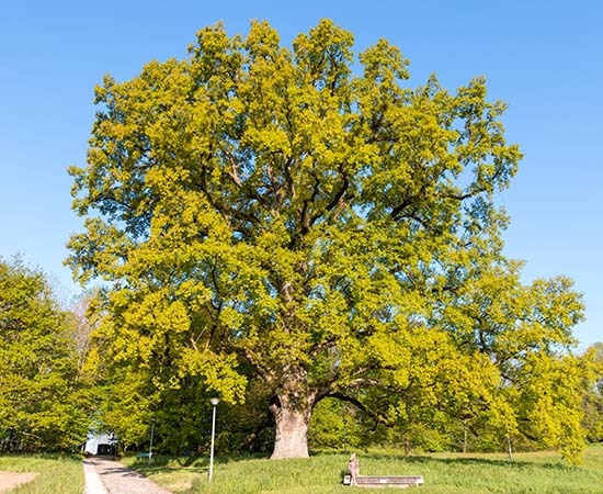 Eine riesige, alte Eiche 