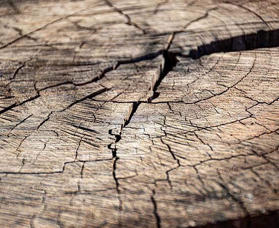 Jahresringe eines gefàllten Baumes