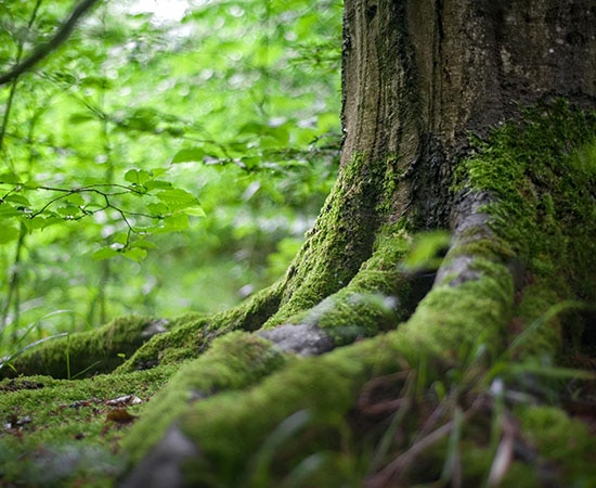 Un vieil arbre avec racines solides