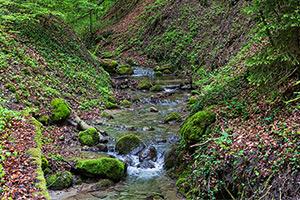 Cours d'eau dans la région d'Henniez