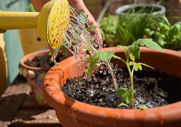 Envie d’un petit jardin sur le balcon? Astuces