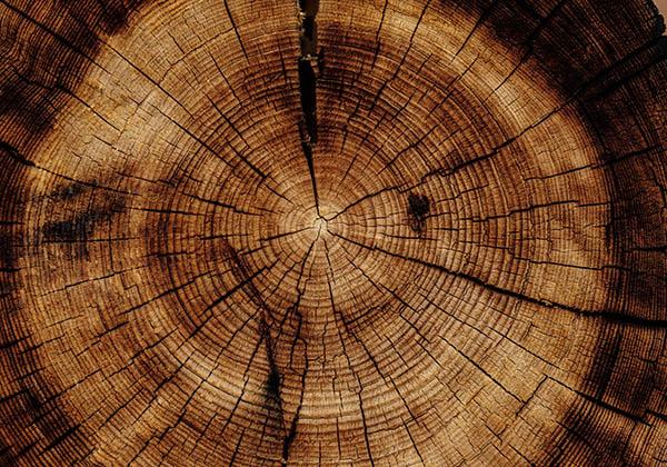 Tronc d'arbre avec cernes annuels