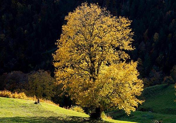Grand, vieil arbre sur une prairie