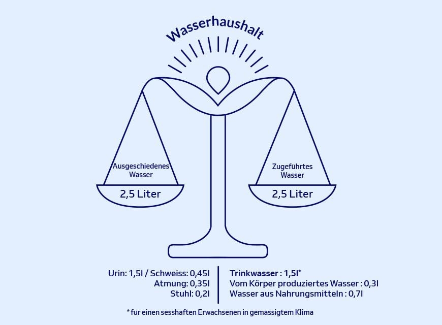 Gleichgewicht des Wasserhaushalts