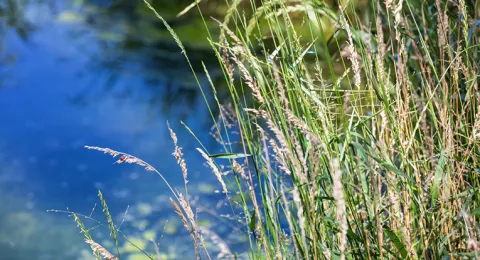 Ruisseau dans la Broye