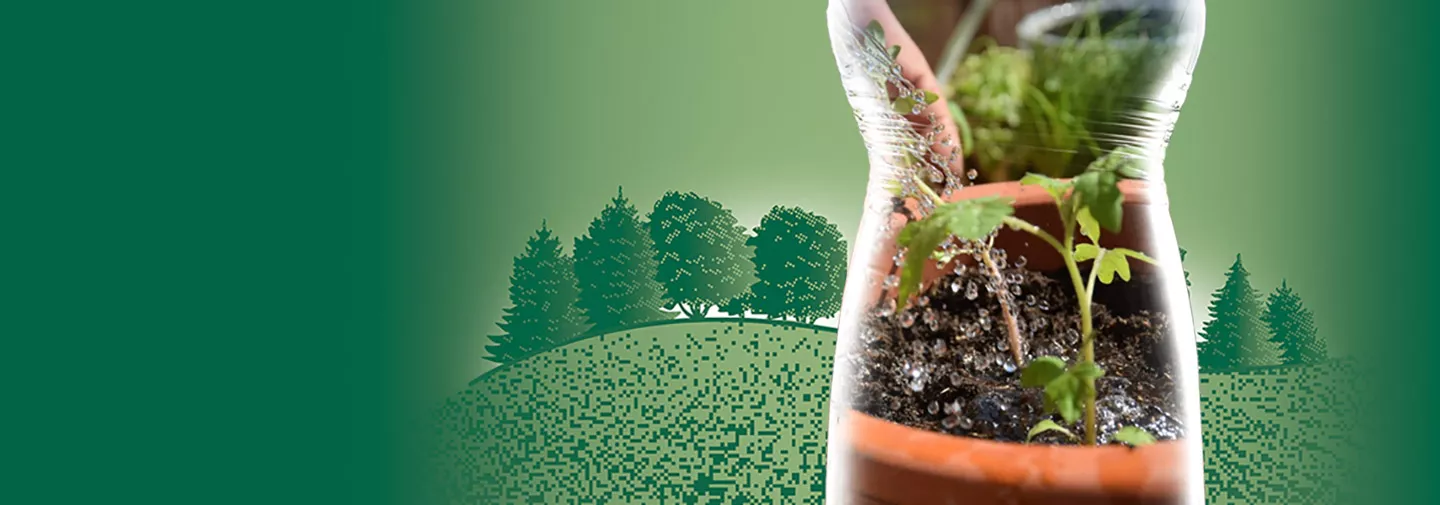 Jardinage de balcon : tomates cerises